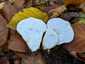 Bimbós pöfeteg (Lycoperdon perlatum), Pilis